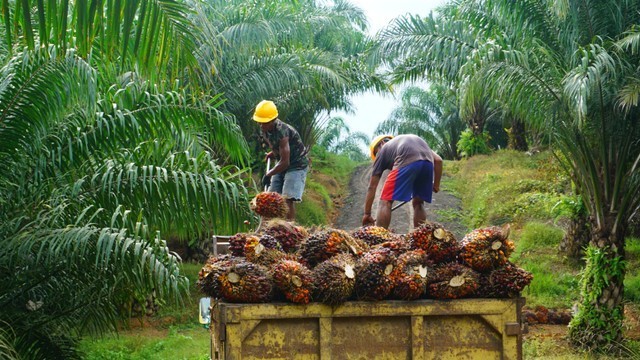 Ilustrasi kebun sawit. Foto: Shutter Stock